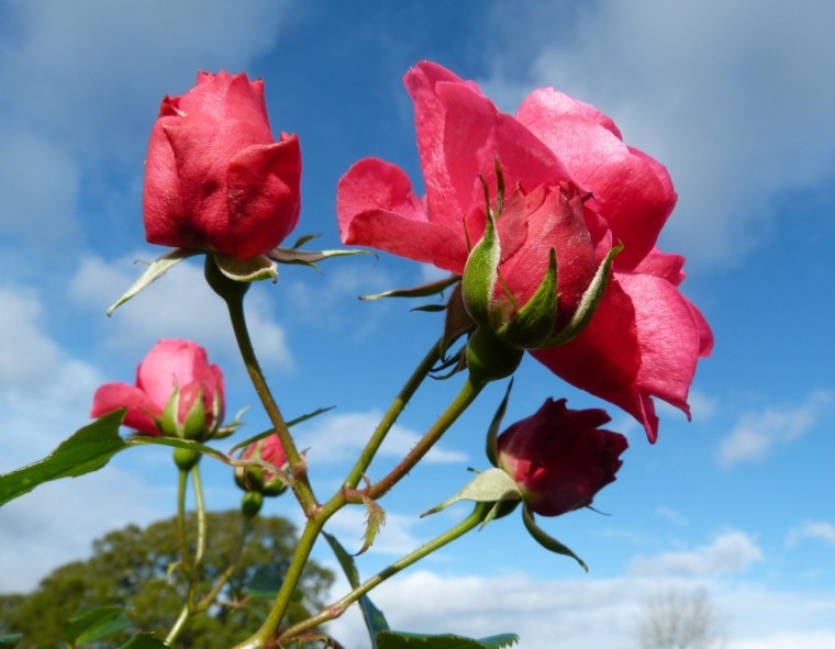 November Roses, Dorset 1