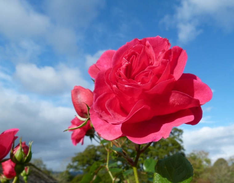 November Roses, Dorset 2