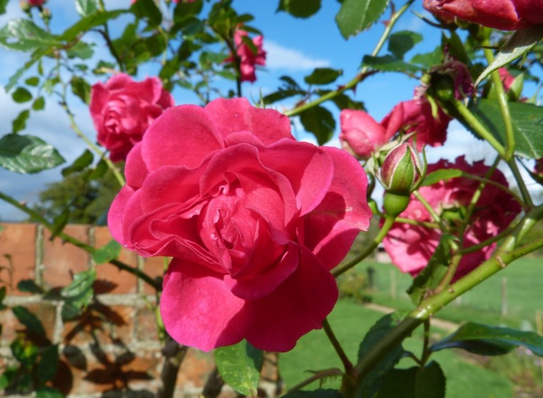 November Roses, Dorset 4