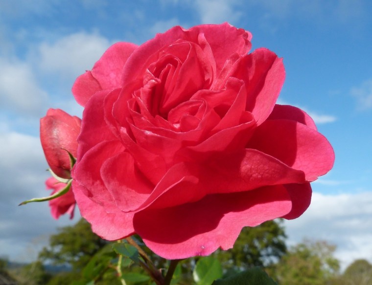 November Roses, Dorset 5