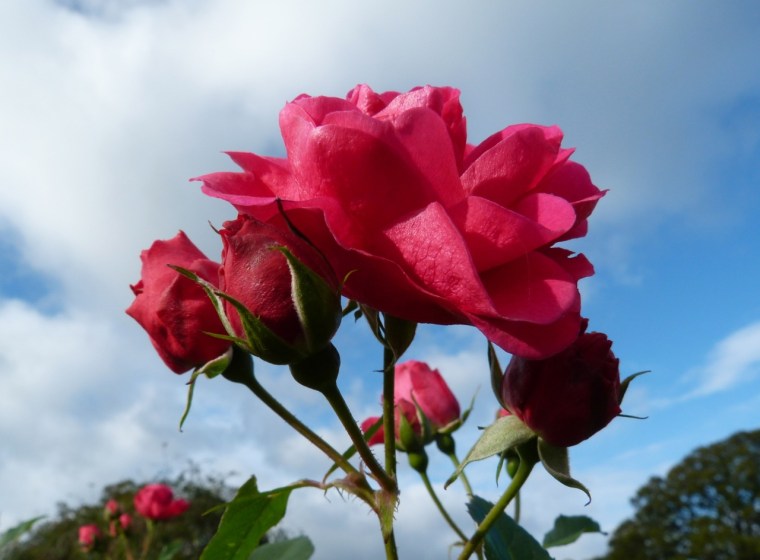 November Roses, Dorset 7