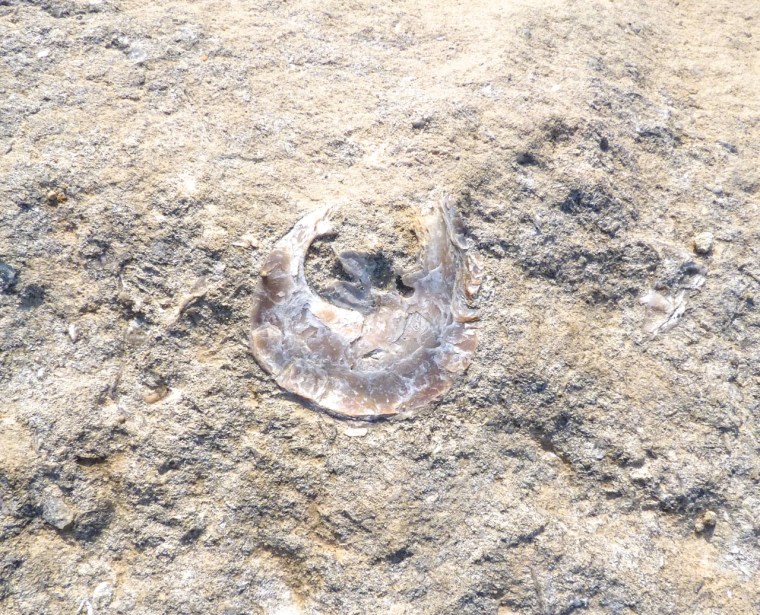 Portland Bill, Dorset - Rocks & Fossils 4