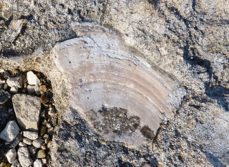 Portland Bill, Dorset - Rocks & Fossils 8