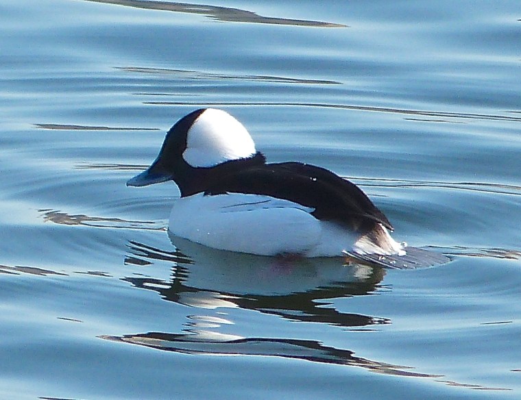 Bufflehead Duck Central Park NYC 3