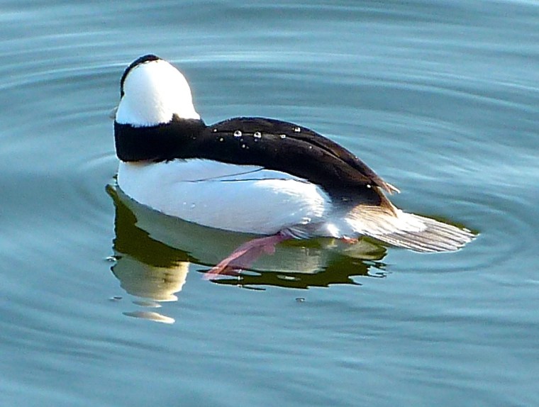 Bufflehead Duck Central Park NYC 4