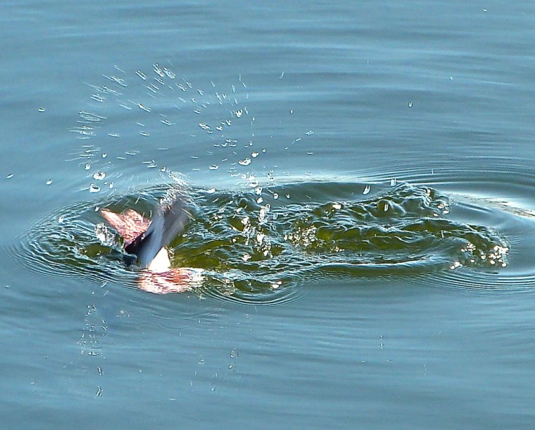 Bufflehead Duck Central Park NYC 7