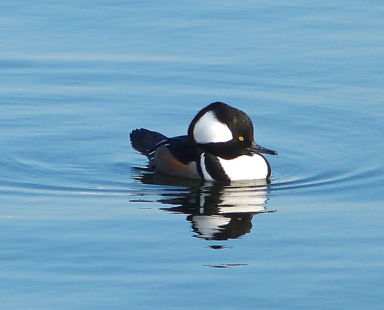 Hooded Merganser (m) NYC CP 3