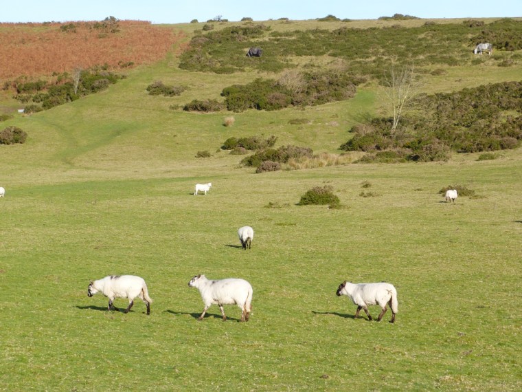 Newchurch Hill Powys Walk 1