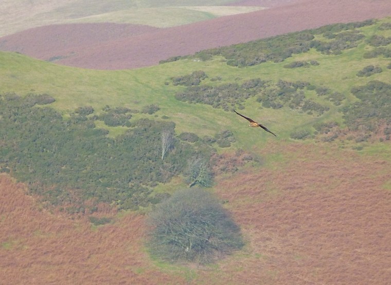 Newchurch Hill Powys Walk 11