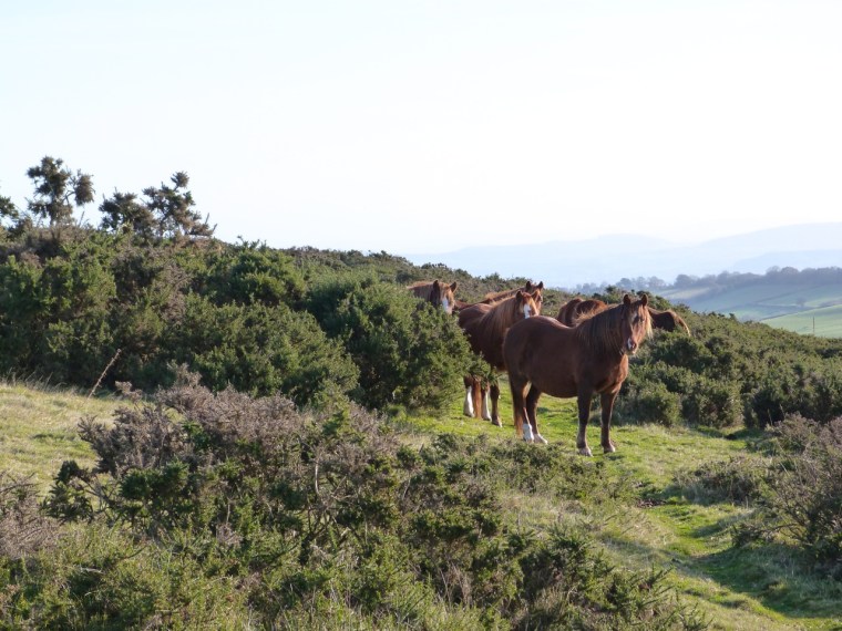 Newchurch Hill Powys Walk 3
