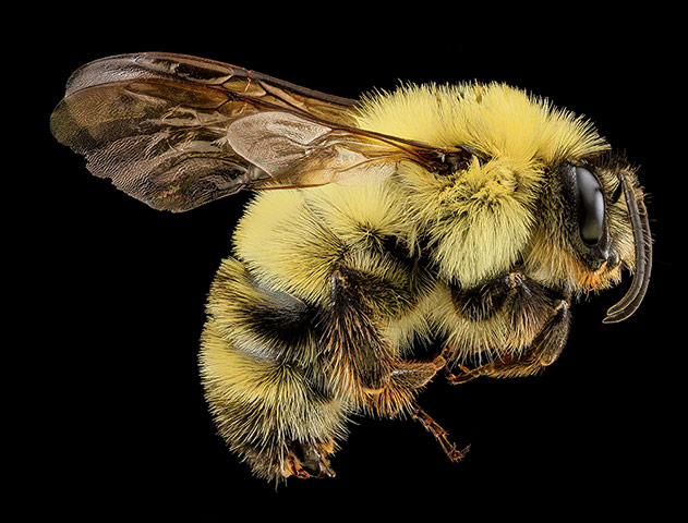 A female Halictus ligatus bee, from the Morris Arboretum of the University of Pennsylvania