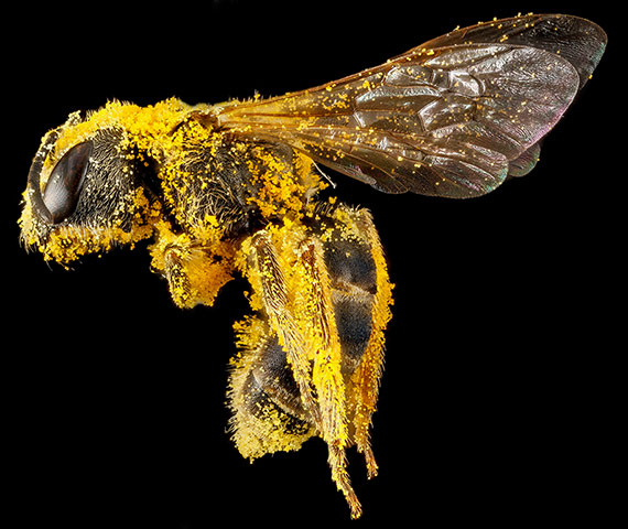 A female Eucera rosae bee from Queen Anne's County, Maryland