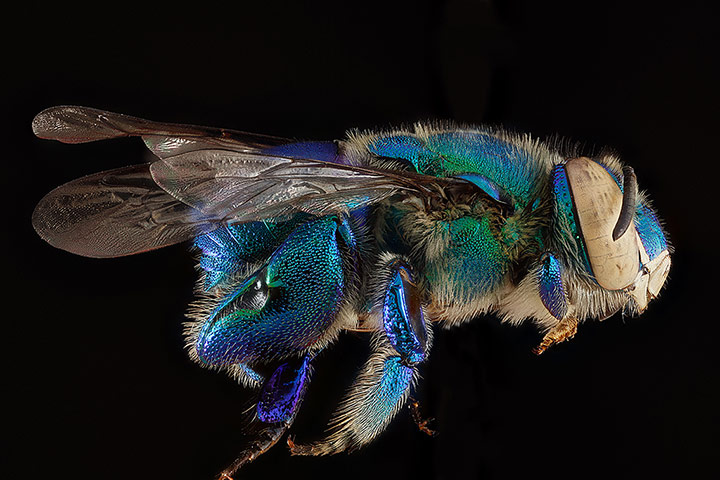 A male Bombus bimaculatus bee from Wolf Trap National Park