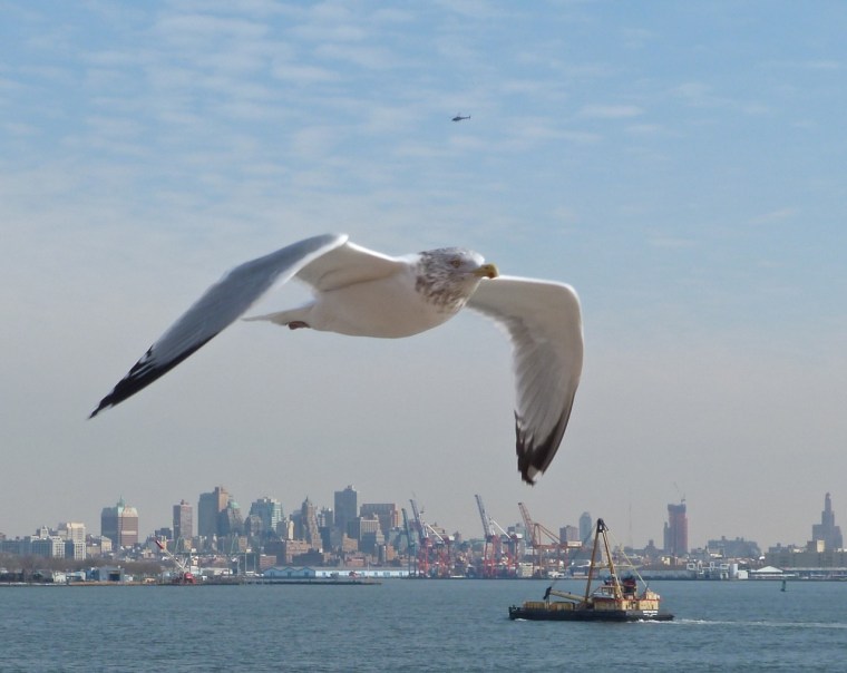 NYC Transport - Dredger (+ Gull)
