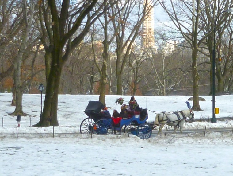 NYC Transport - Horse-drawn Carriage