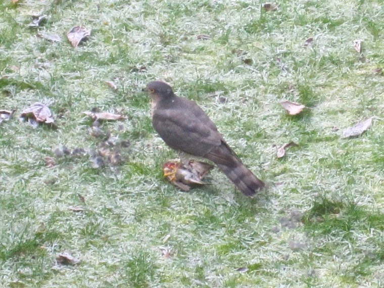 Redwing & Sparrowhawk, London 2
