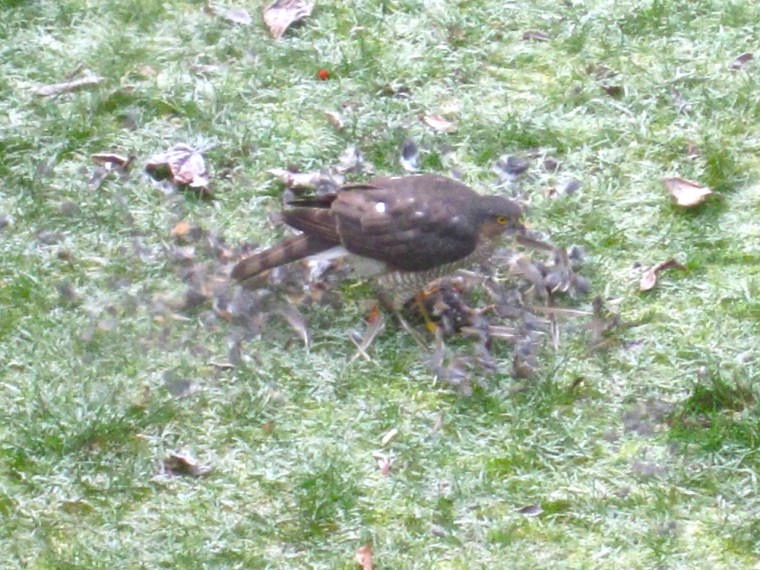 Redwing & Sparrowhawk, London 5