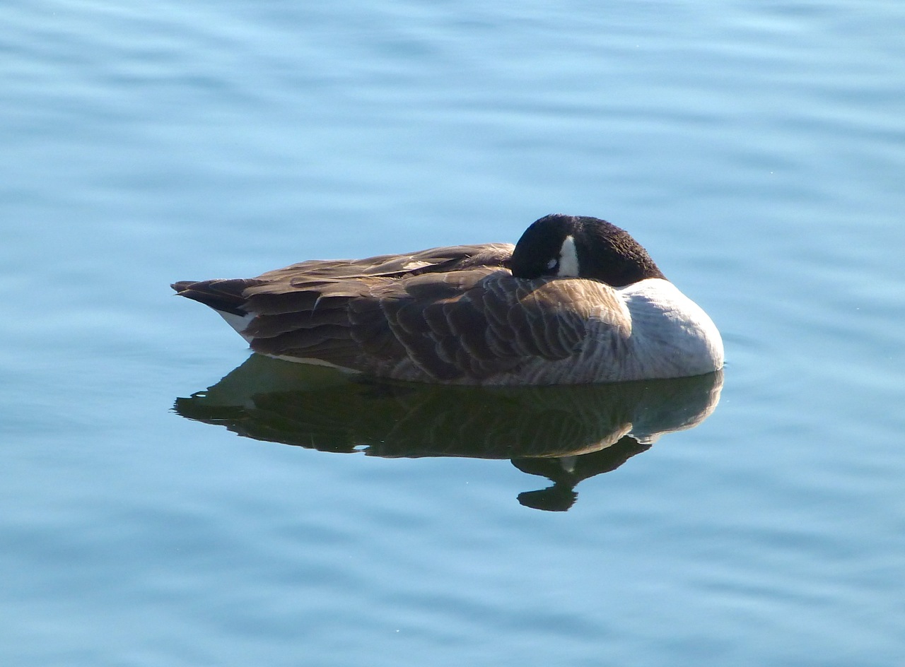 Canada Goose
