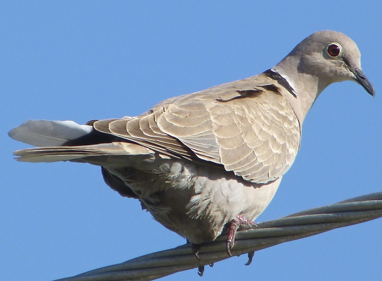 Collared Dove RH
