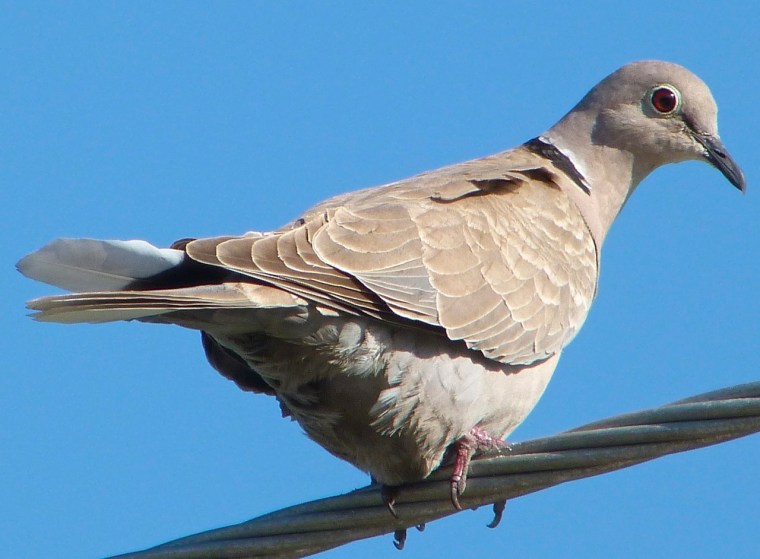 Collared Dove RH