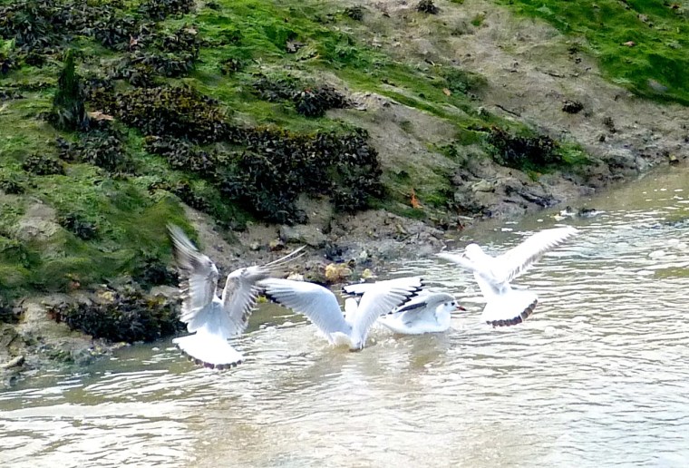 Gulls