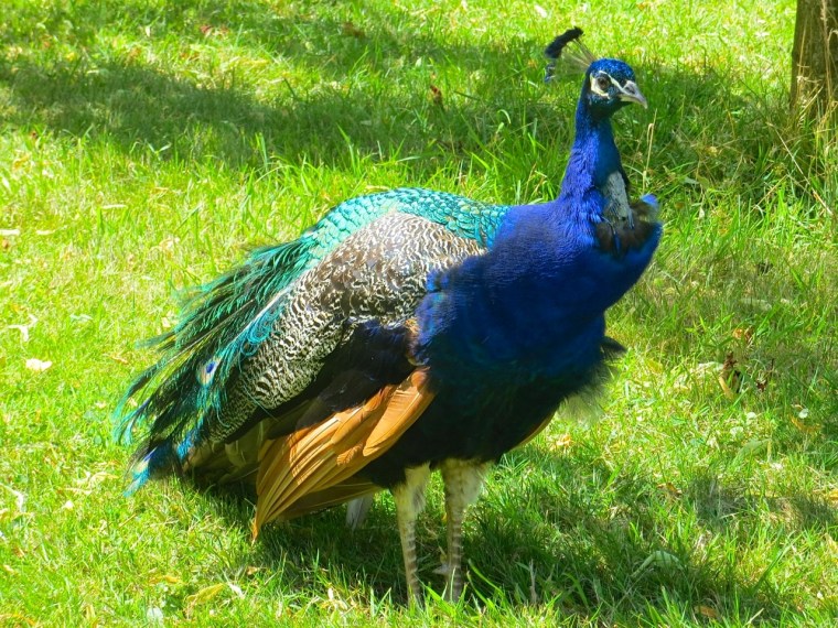 Peacock Harcourt Arboretum 2