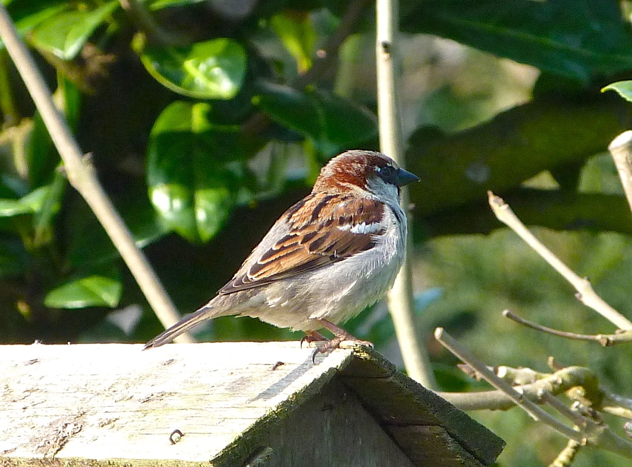 Sparrow