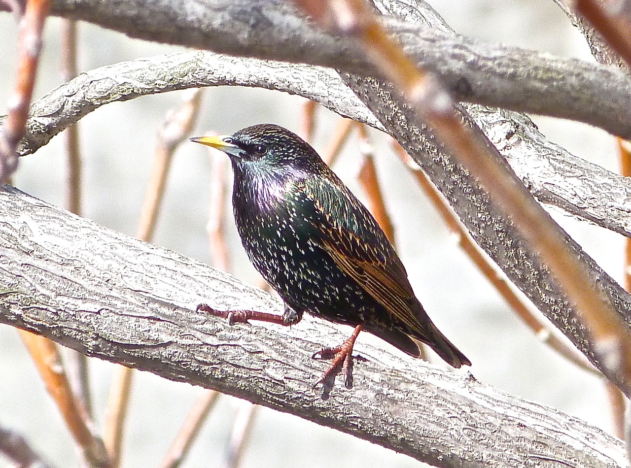 Starling 1