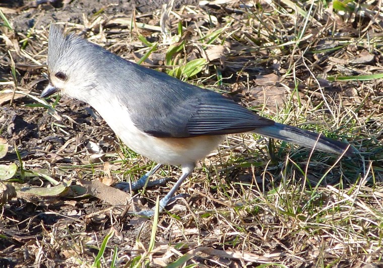 Tufted Titmouse CP NYC 2