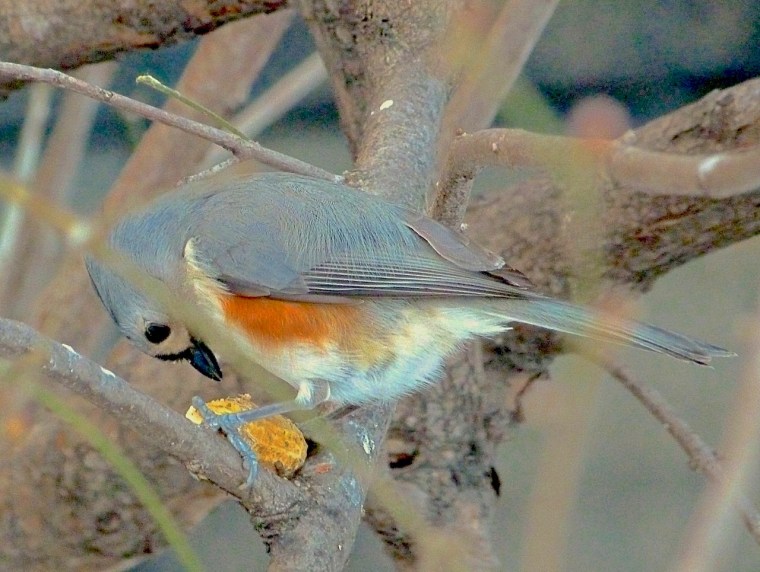 Tufted Titmouse CP NYC 3 copy