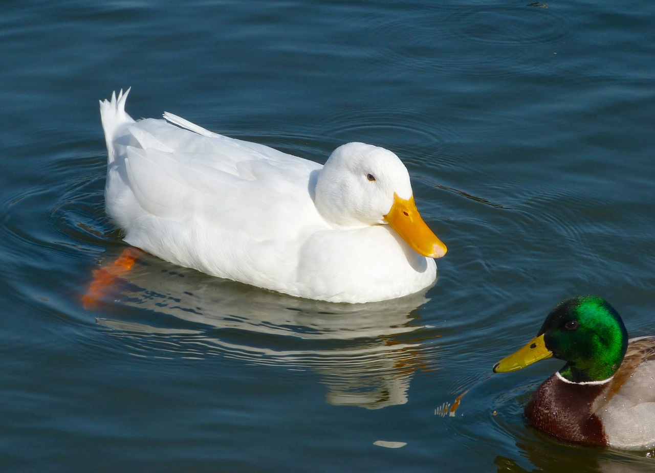 White Duck