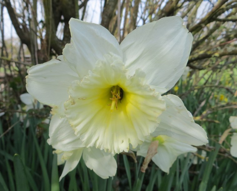 Daffodils at Totnell 4