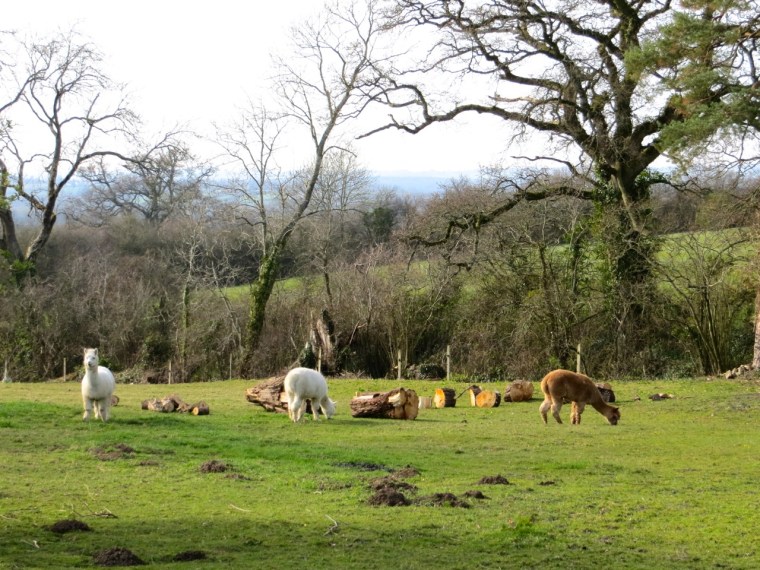 Alpacas in Dorset