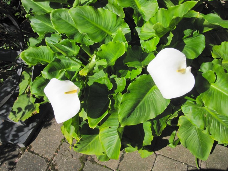 Arum Lilies SBA 1