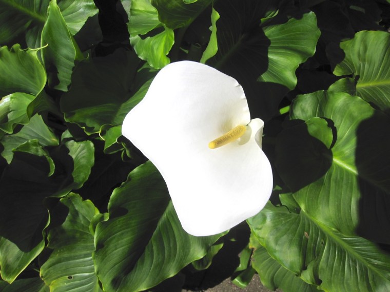 Arum Lilies SBA 2