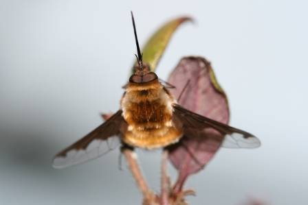 Bee Fly Bombylius maj NHM