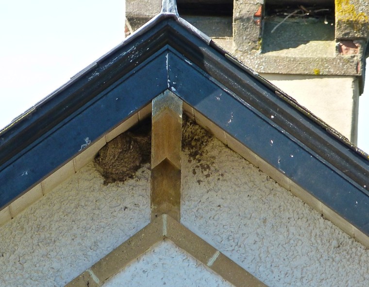 Martins' Nest Totnell 4.14