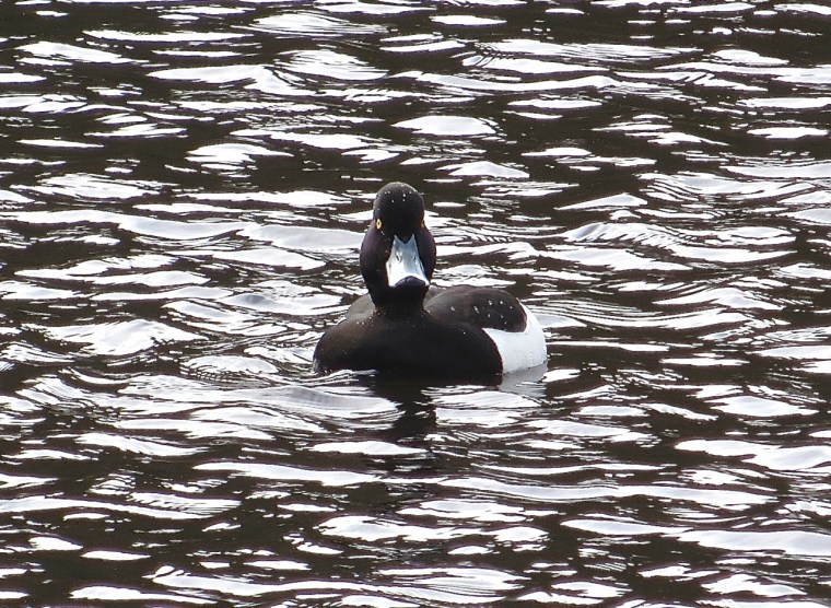 Tufted Duck Wimbledon Common 1