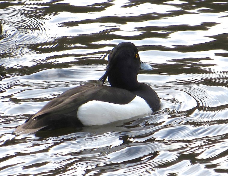 Tufted Duck Wimbledon Common 2