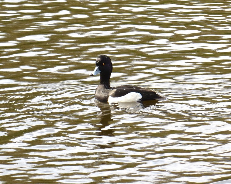 Tufted Duck Wimbledon Common 4