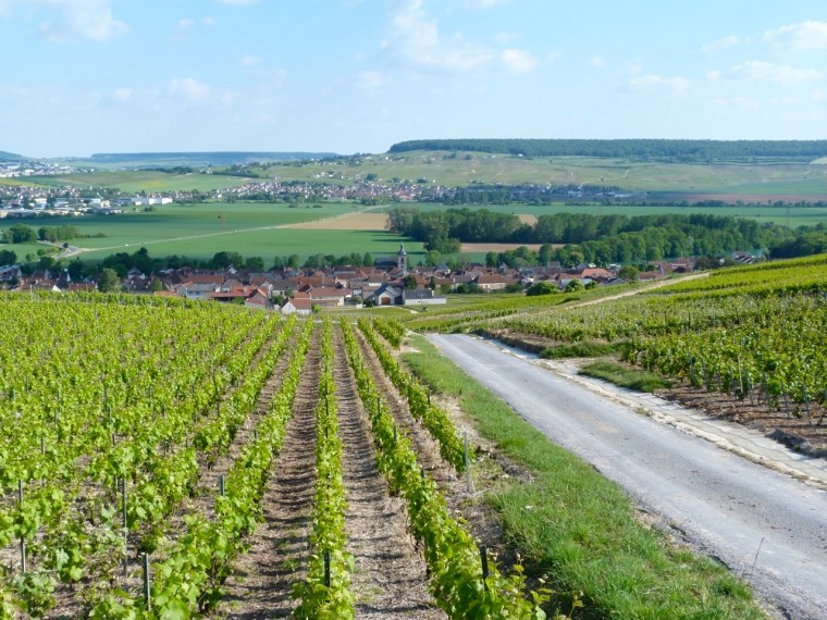 Champagne Vineyards above Cumières 2