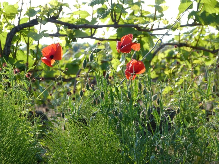 Champagne Vineyards above Cumières 3