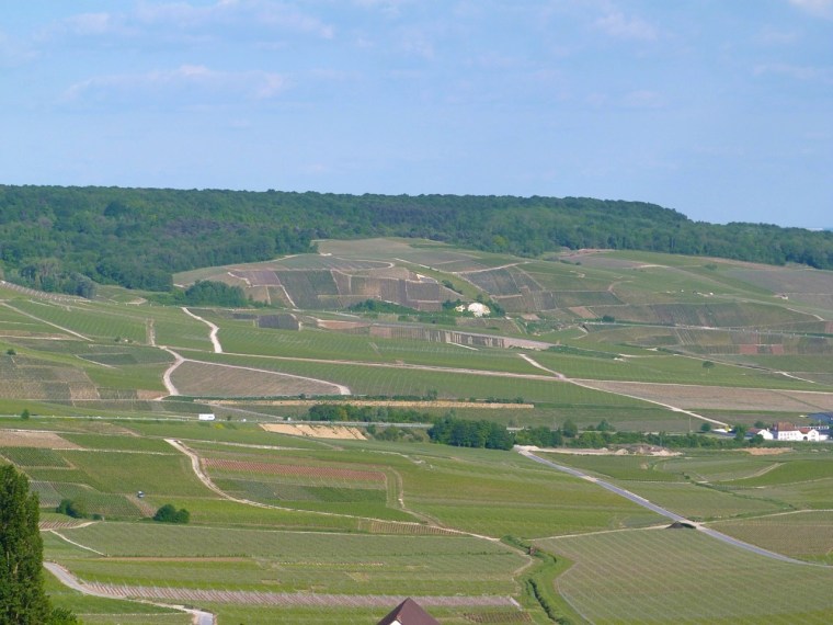Champagne Vineyards above Cumières 4