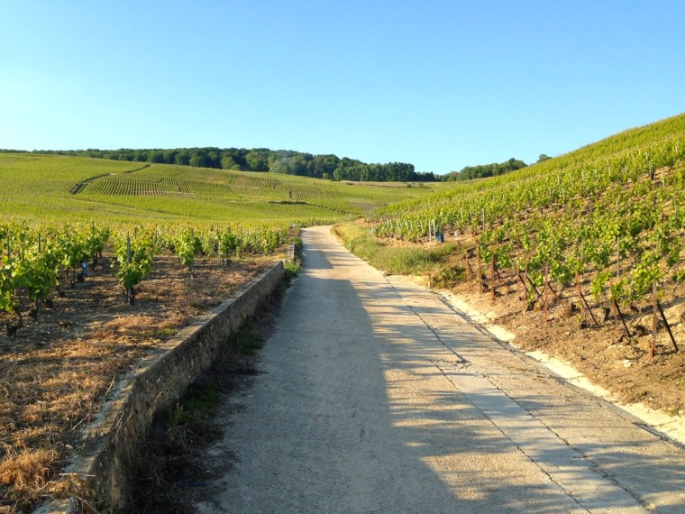 Champagne Vineyards above Cumières 7