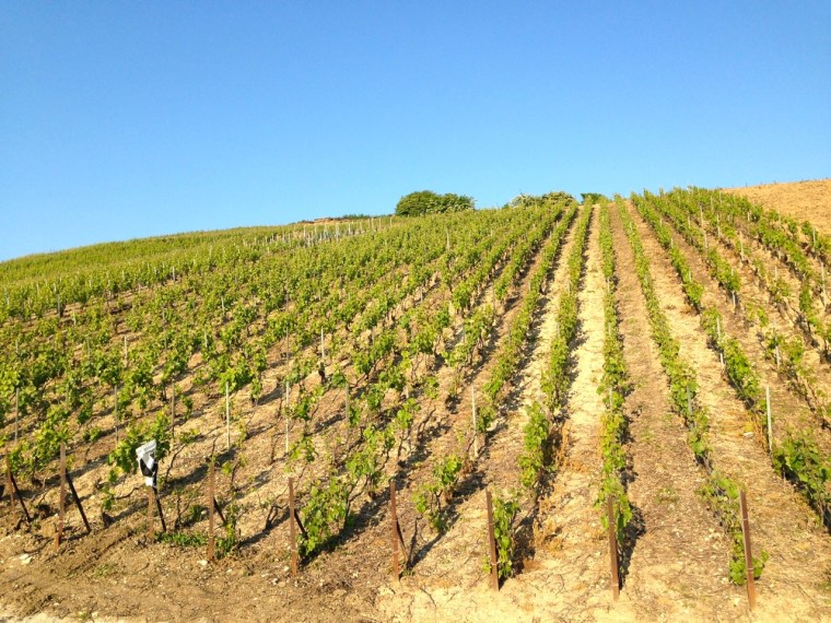 Champagne Vineyards above Cumières 8