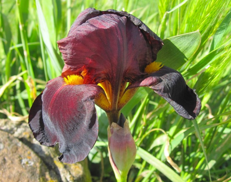 Purple Iris 3