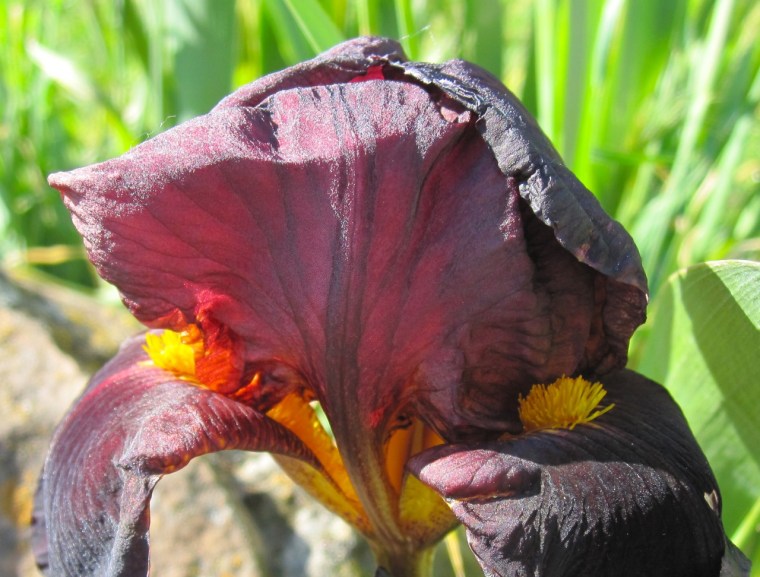 Purple Iris 4
