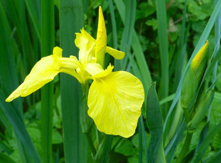Yellow Iris 1