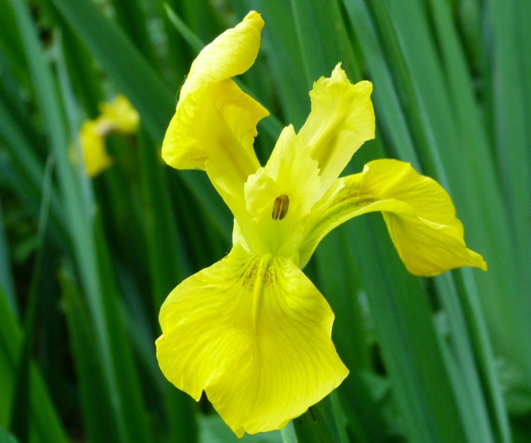 Yellow Iris 3