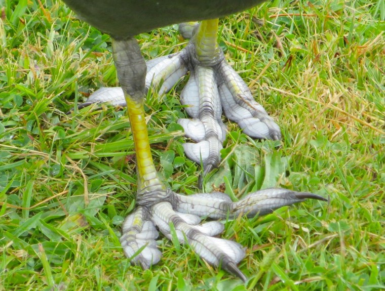 Coot Feet Close-up, Ravenscourt Park London